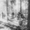 In the Woods...
