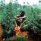 Peter Tosh