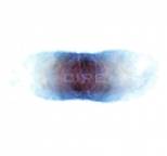 Cire - Adrenological