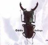Odds - Bedbugs
