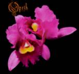 Opeth - Orchid
