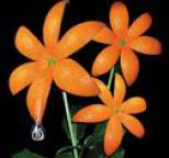 ORANGE RANGE - ?