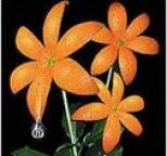 ORANGE RANGE - Hana