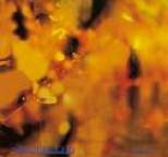 Steamhammer - Reflections