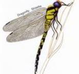 Strawbs - Dragonfly